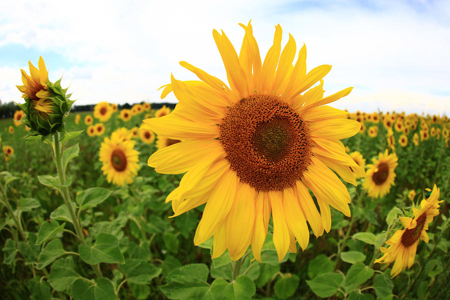 Flower Photograph - Sunflowers #12 by Falko Follert
