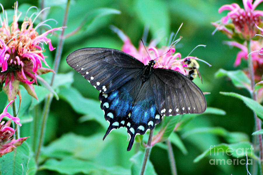 Swallowtail Butterfly #12 Photograph by Lila Fisher-Wenzel