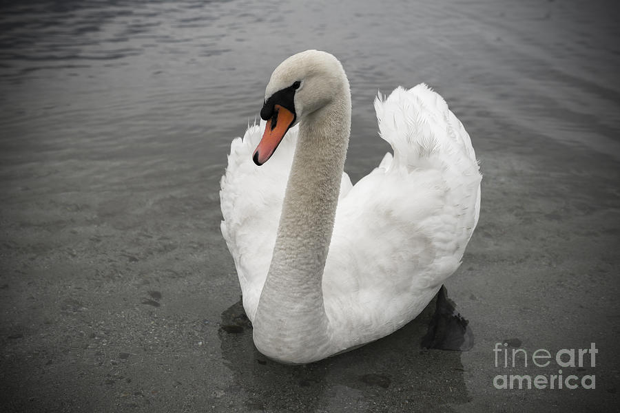 Swan #12 Photograph by Mats Silvan