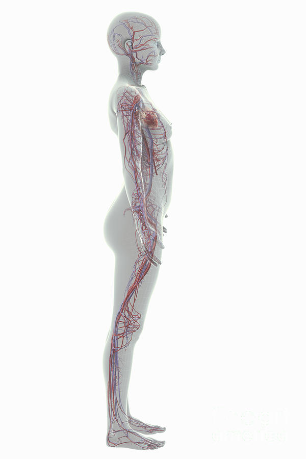 The Cardiovascular System Female #12 Photograph by Science Picture Co