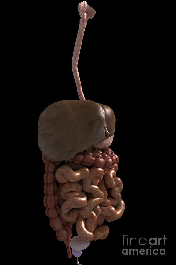 Esophagus Photograph - The Digestive System #12 by Science Picture Co
