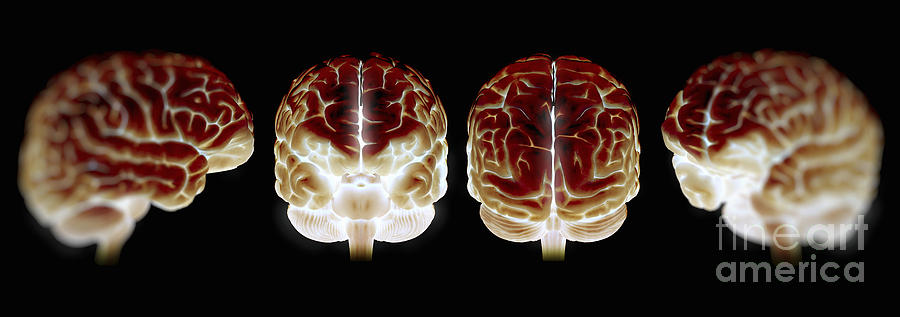 The Human Brain #12 Photograph by Science Picture Co