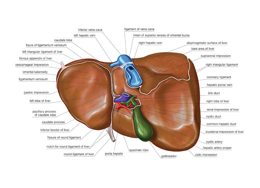 The Liver #12 Photograph by Asklepios Medical Atlas