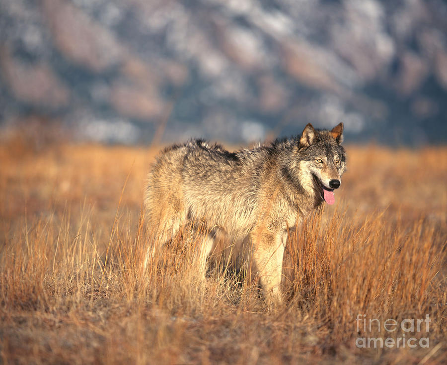Timber Wolf Photograph by Hans Reinhard