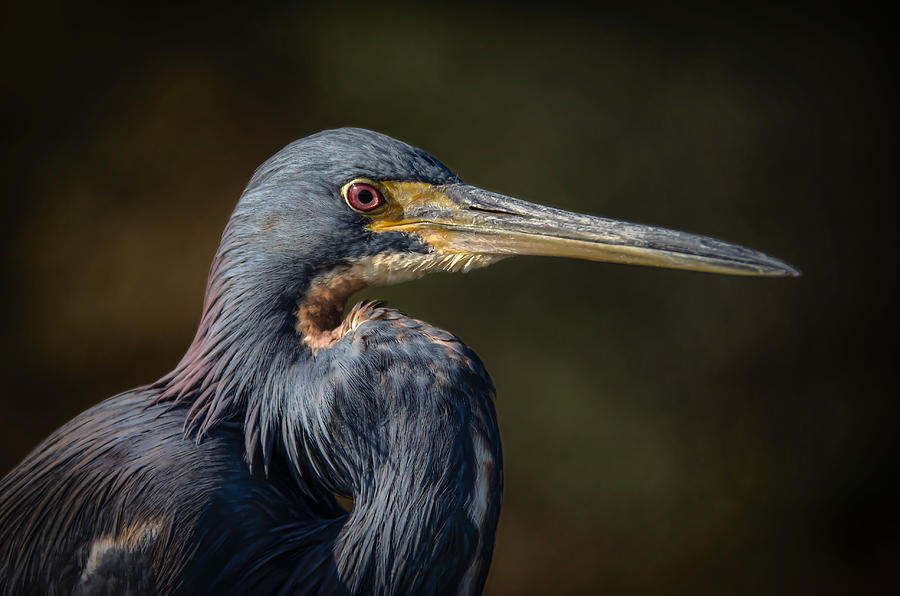 Tricolored Heron #12 Photograph by Bill Martin