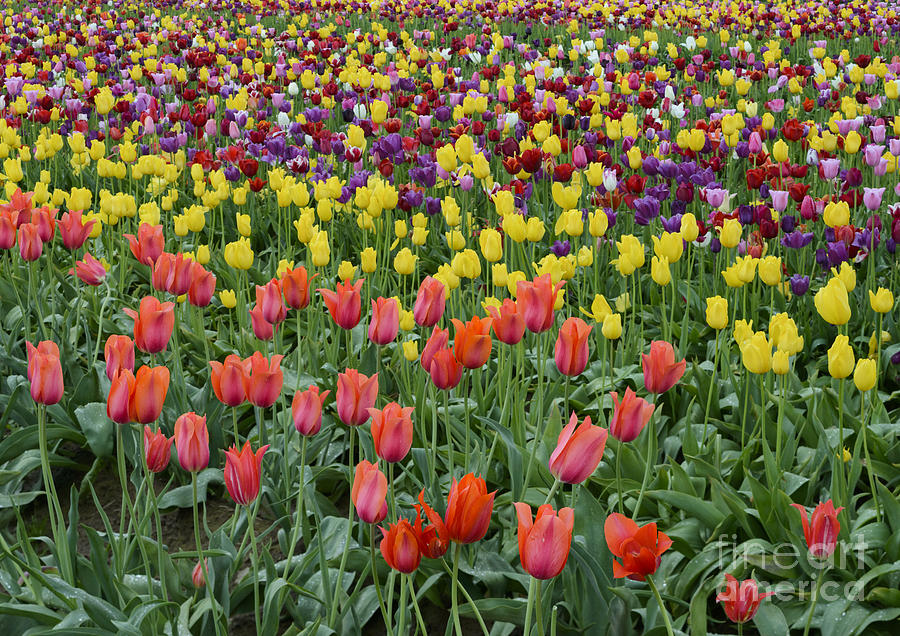Flower Photograph - Tulip Field #13 by John Shaw