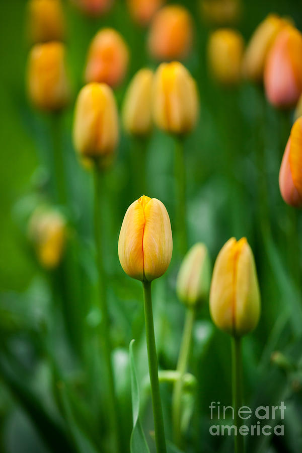 Tulips by Katka Pruskova Tulips by Katka Pruskova