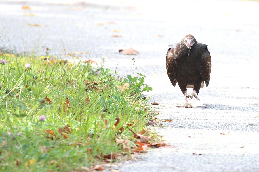 Turkey Vulture #12 Photograph by Jack R Brock