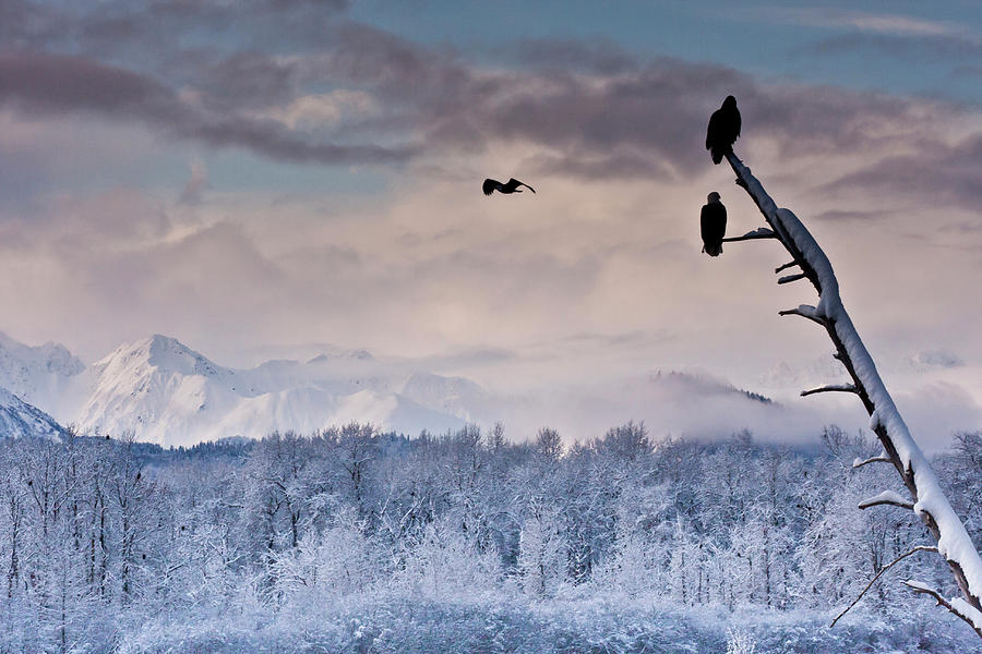 Witnessing Majesty: A Winter Wonderland at the Chilkat Bald Eagle Preserve