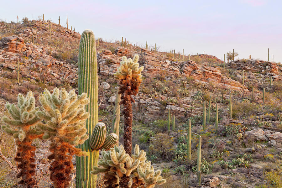 Saguaro National Park Photograph - USA, Arizona, Tucson #12 by Jaynes Gallery