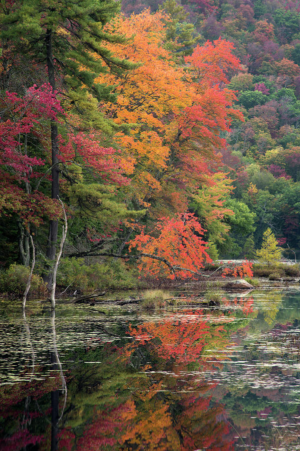 USA, New York State Photograph by Chris Murray - Fine Art America