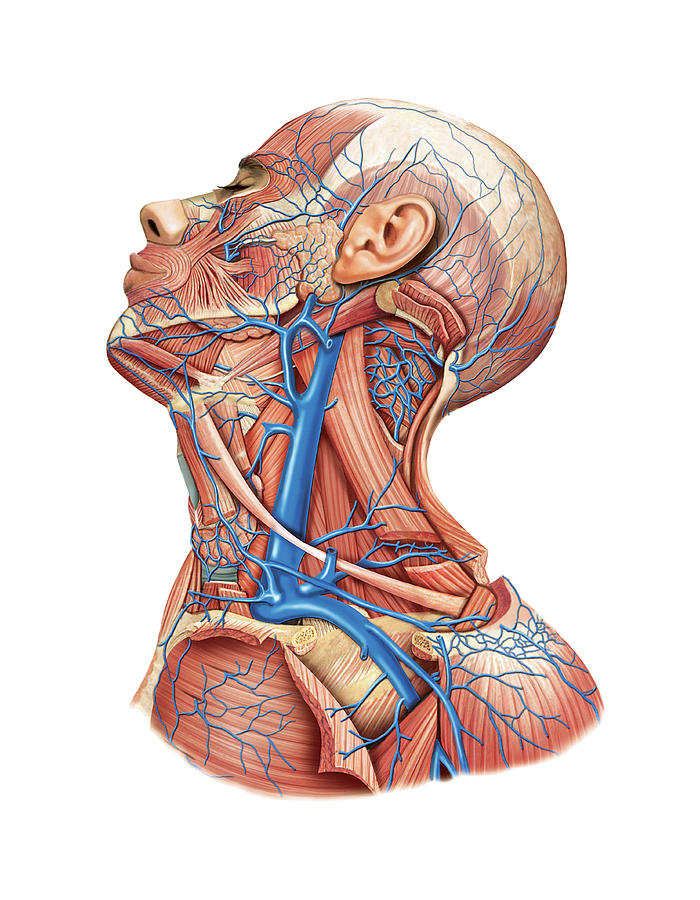 Venous System Of The Head And Neck Photograph By Asklepios Medical Atlas Pixels 9832