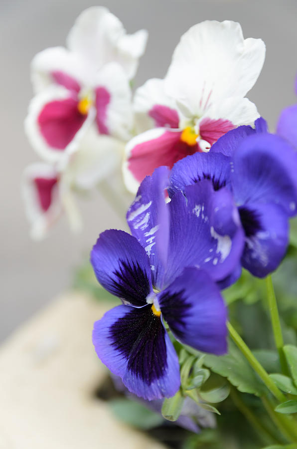 Flower Photograph - Viola Tricolor Heartsease #12 by Michael Goyberg
