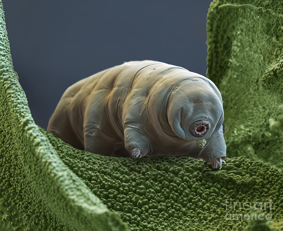 Water Bear Photograph by Eye of Science and Science Source
