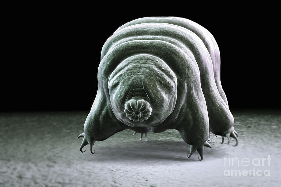Animal Photograph - Water Bear Tardigrades #12 by Science Picture Co