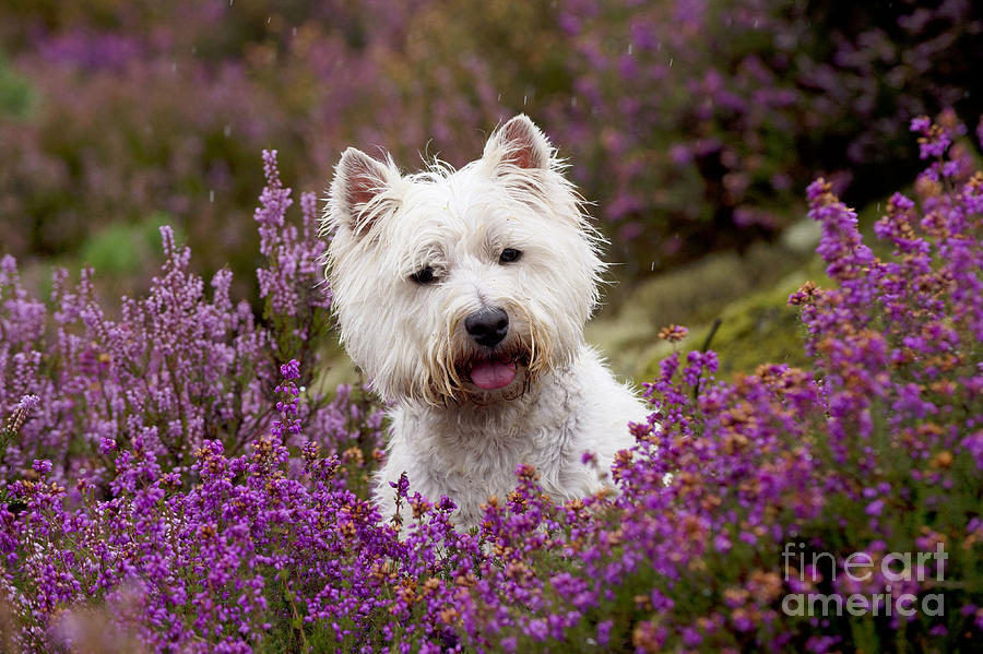 Dog Photograph - West Highland White Terrier #12 by John Daniels