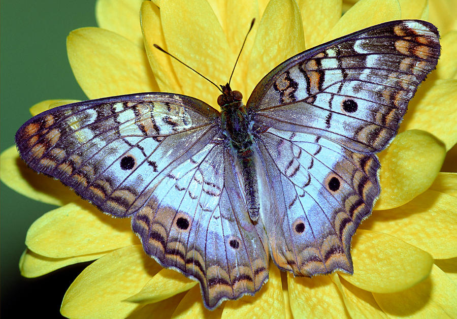 White Peacock Butterfly Photograph by Millard H. Sharp - Fine Art America