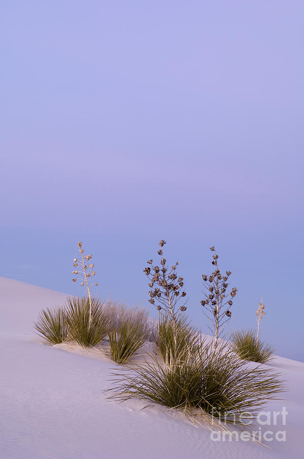 White Sands National Monument Photograph - White Sands #12 by John Shaw