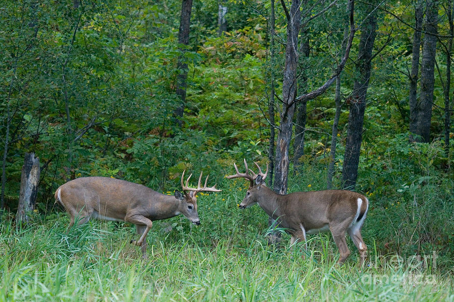 White-tailed Bucks #12 Photograph by Linda Freshwaters Arndt
