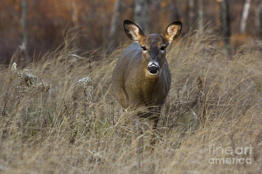 White-tailed Doe #12 Photograph by Linda Freshwaters Arndt