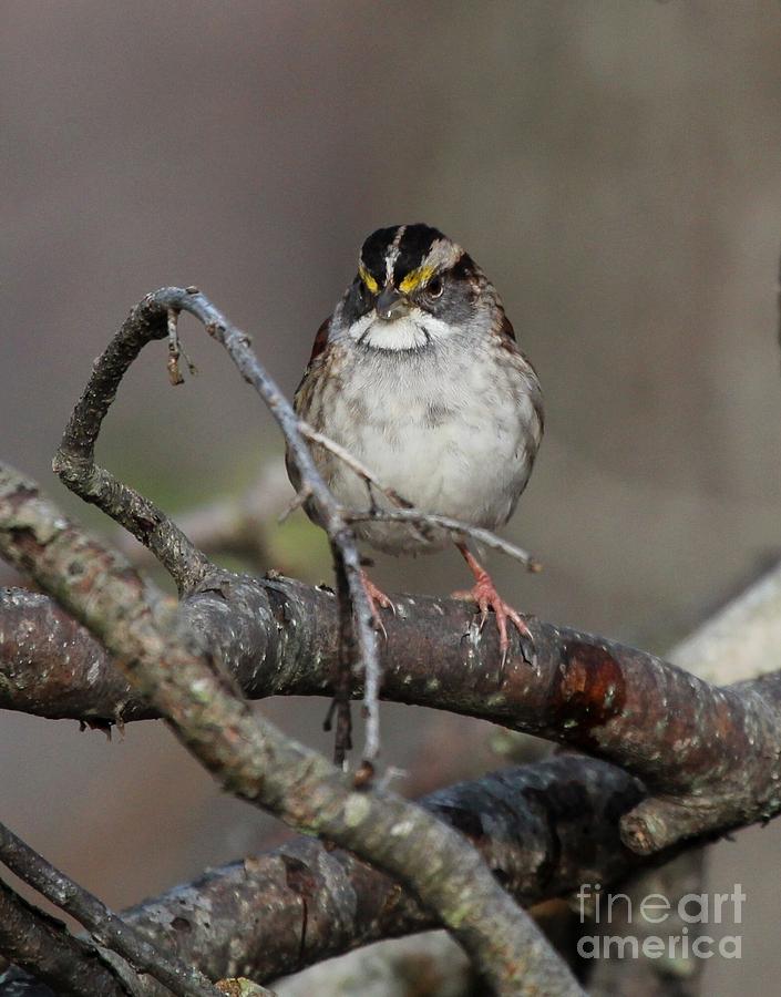 White-throated Sparrow #12 Photograph by Jack R Brock