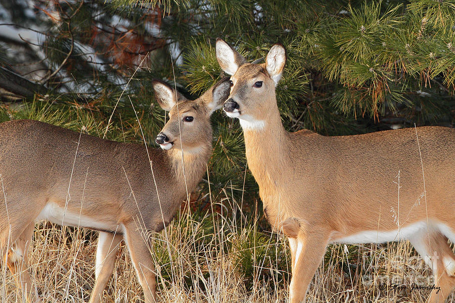 Whitetail Deer #12 Photograph by Steve Javorsky
