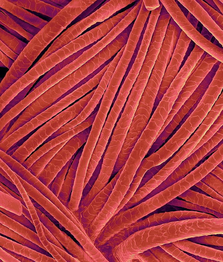 Sheep Photograph - Woven Wool Fabric #12 by Dennis Kunkel Microscopy/science Photo Library
