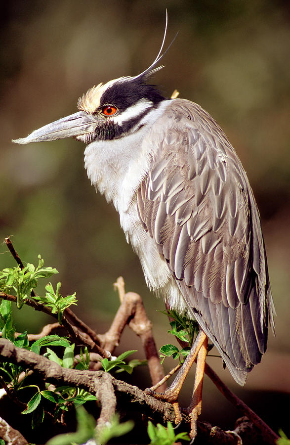 Yellow Crowned Night Heron Photograph by Millard H. Sharp - Fine Art ...