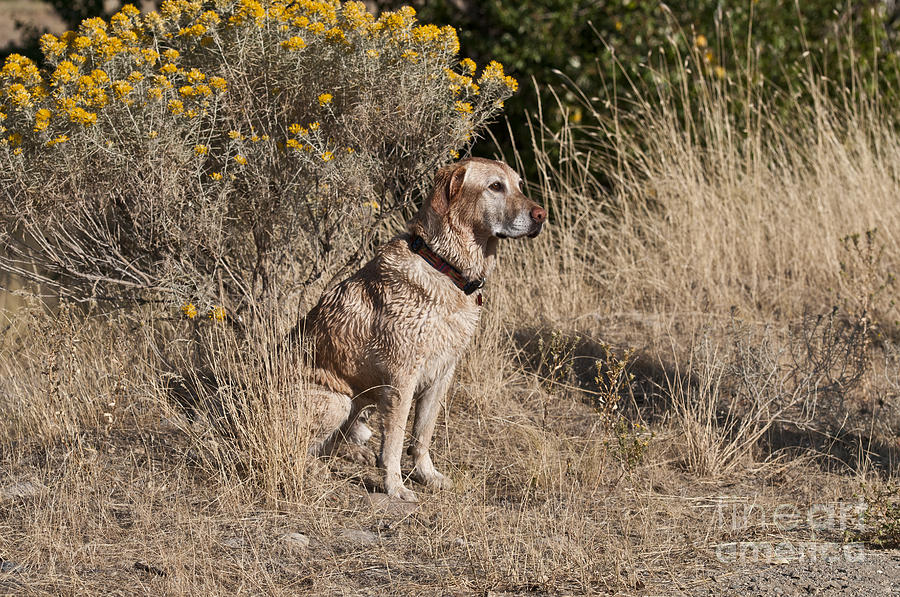 Yellow Labrador Retriever #12 Photograph by William H. Mullins