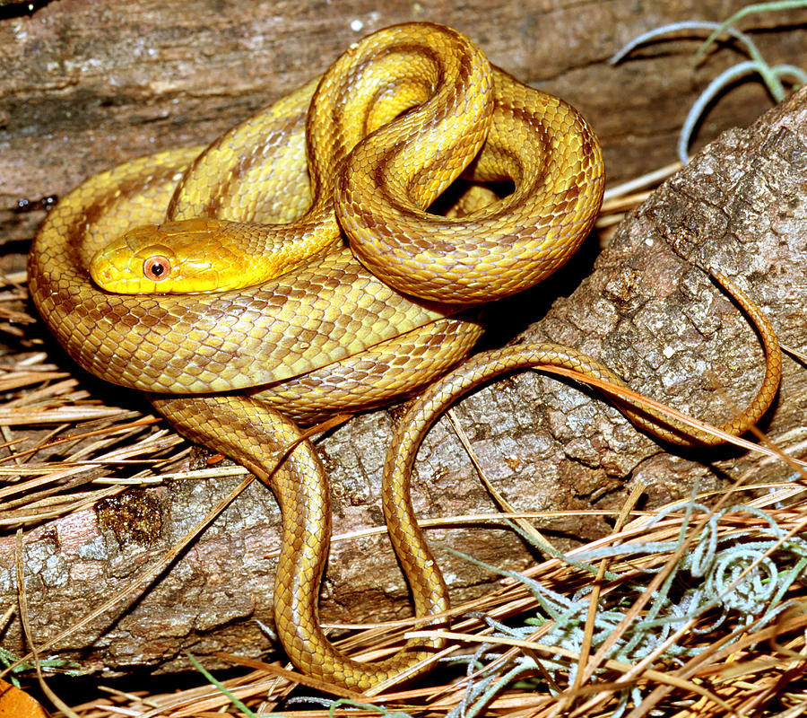 Snake Photograph - Yellow Rat Snake #12 by Millard H. Sharp