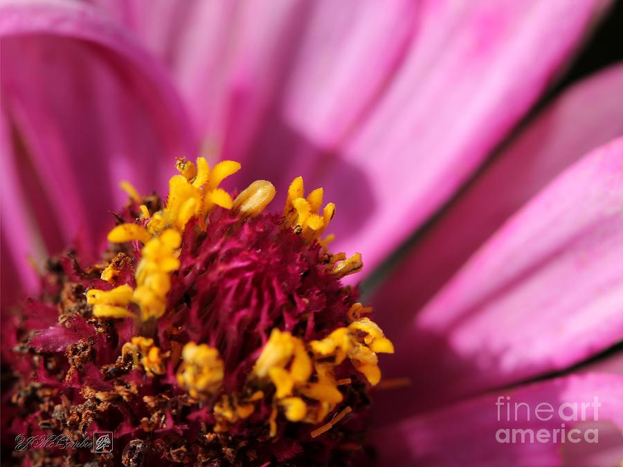 Flower Photograph - Zinnia from the Whirlygig Mix #19 by J McCombie