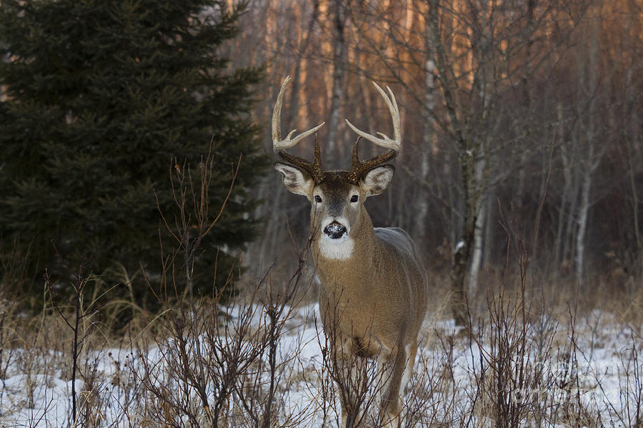 White-tailed Buck Photograph by Linda Freshwaters Arndt - Fine Art America