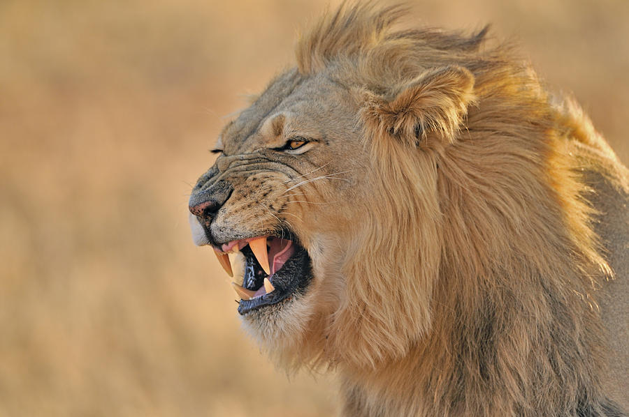 Male Kalahari Lion Photograph by Arterra Picture Library