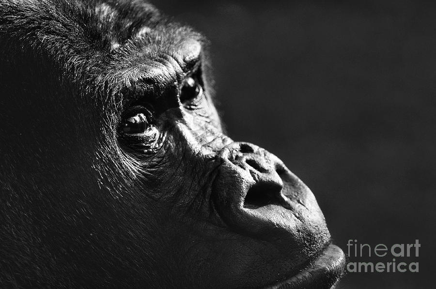 Ape Photograph - 120118p088 by Arterra Picture Library