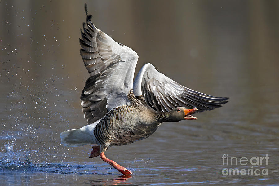 Goose Photograph - 120223p130 by Arterra Picture Library