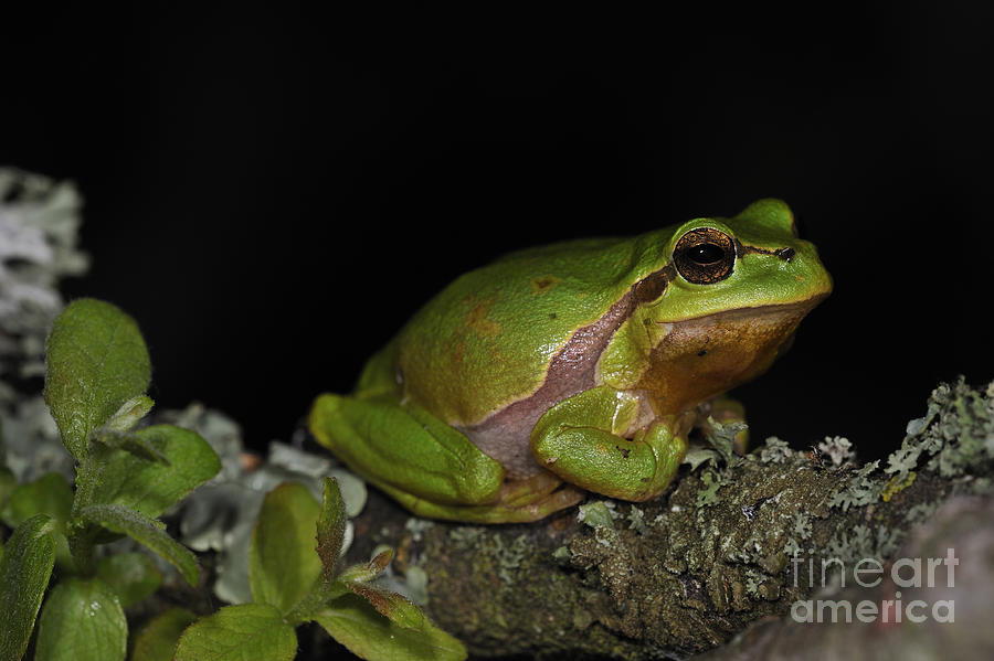 European Tree Frog Photograph by Arterra Picture Library