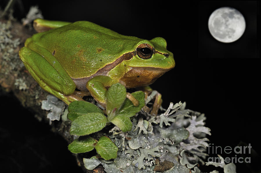 Common Tree Frog Photograph by Arterra Picture Library