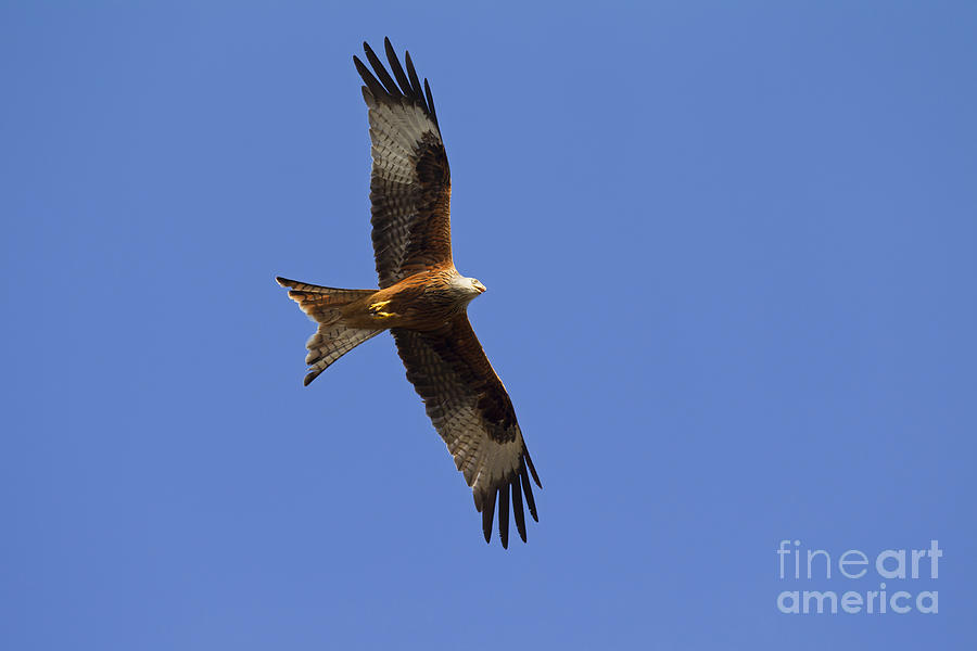 Flying Red Kite Photograph by Arterra Picture Library