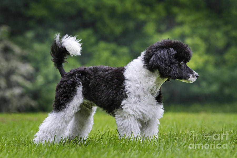 Harlequin Poodle #1 Photograph by Arterra Picture Library
