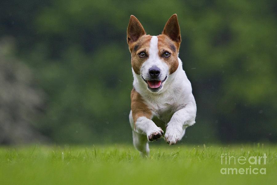 Smooth Coated Jack Russell Terrier Photograph by Arterra Picture Library