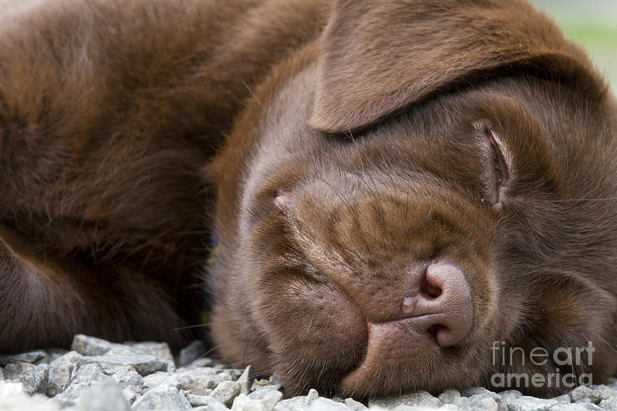 Sleeping Labrador Pup Photograph by Arterra Picture Library