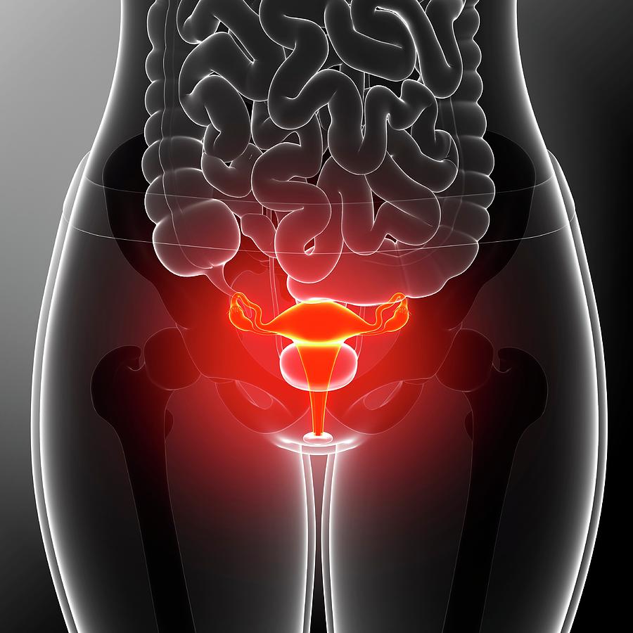 Female Reproductive System