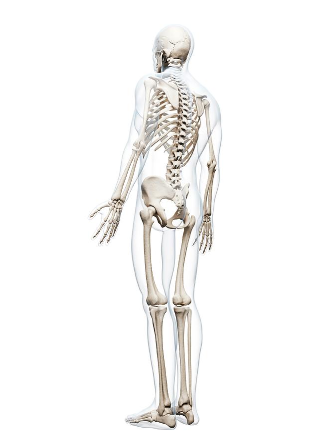 Human Skeleton Labeled Diagram Black White Illustration