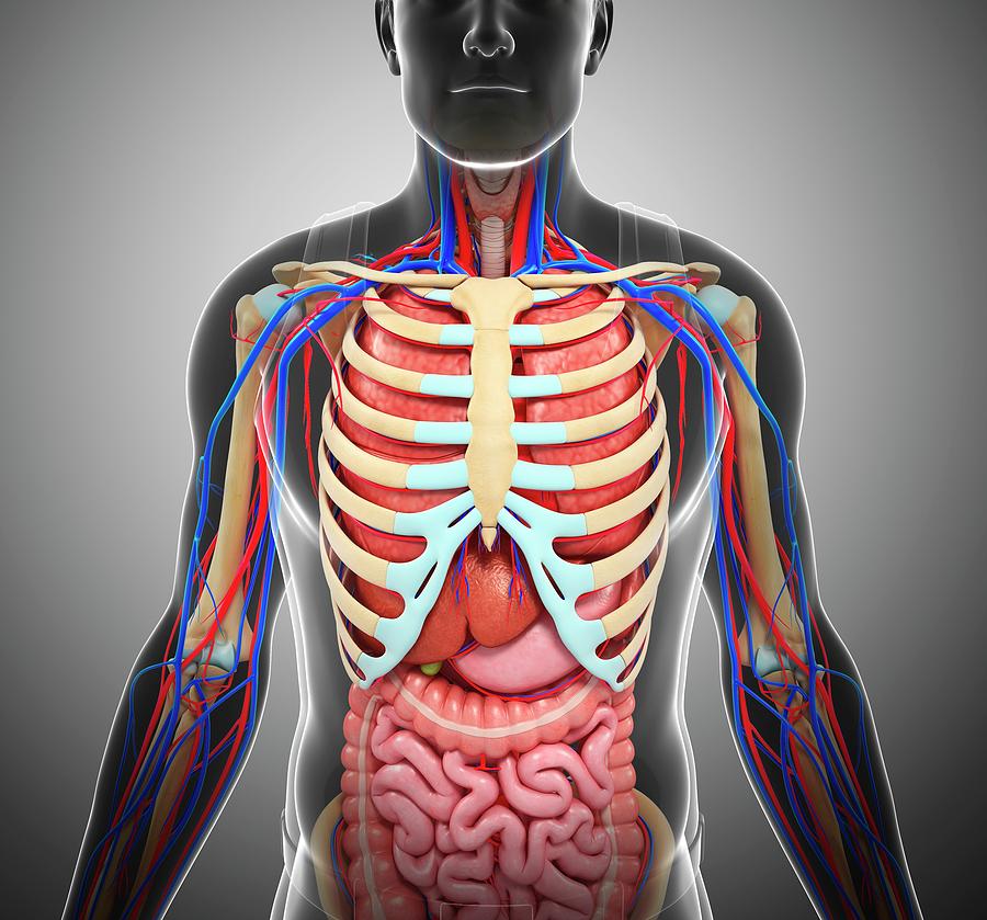 Male Anatomy Photograph by Pixologicstudio/science Photo Library - Pixels