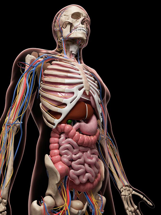 Male Anatomy Photograph by Sciepro/science Photo Library - Fine Art America