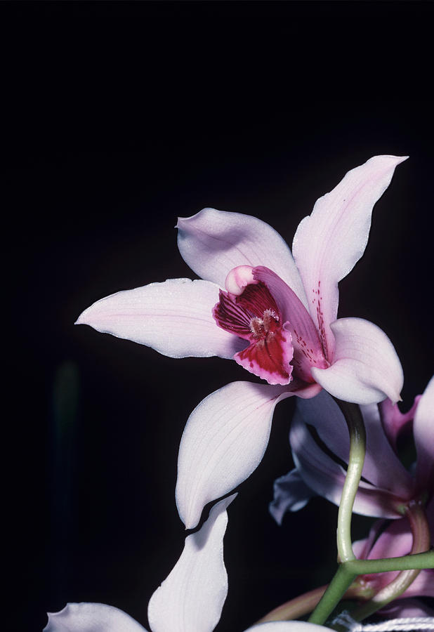 Orchid Photograph - Orchid Flower #121 by Paul Harcourt Davies/science Photo Library