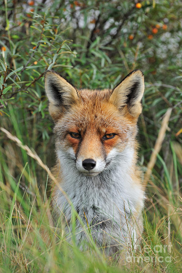 Curious Red Fox #1 Photograph by Arterra Picture Library