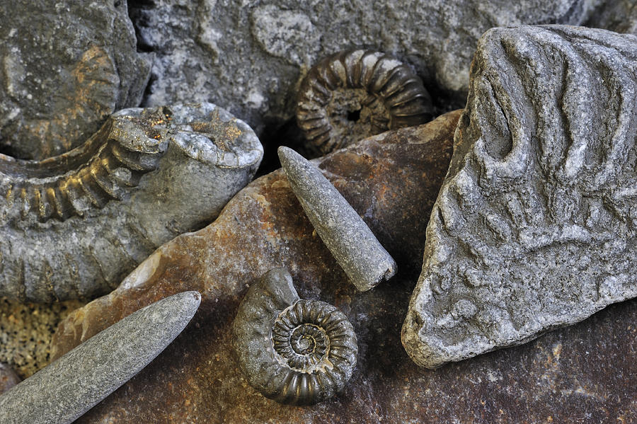 Lyme Regis Fossils Photograph by Arterra Picture Library