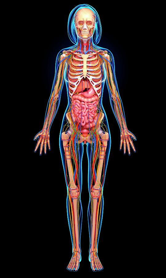 Female Anatomy #1211 by Pixologicstudio/science Photo Library