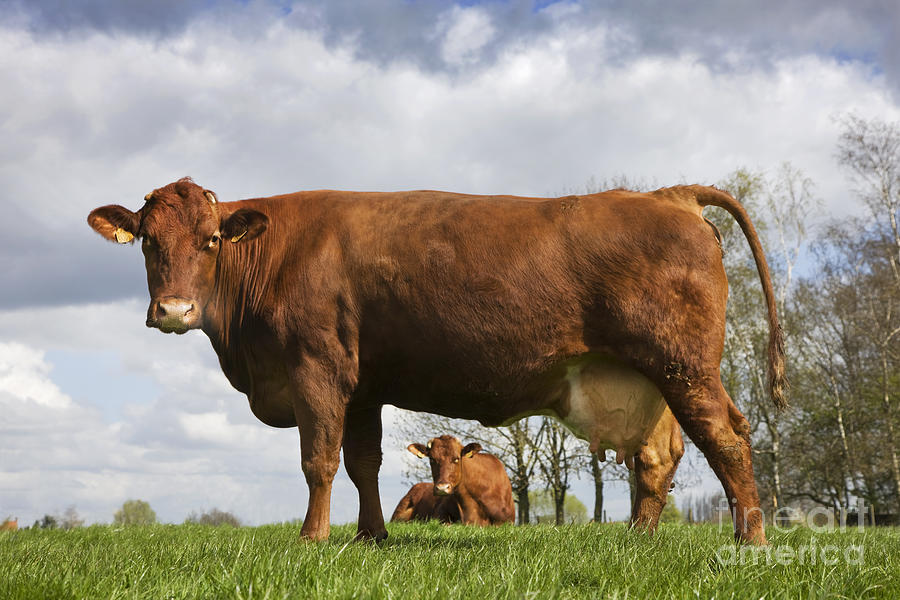 Belgian Red Cows Photograph by Arterra Picture Library
